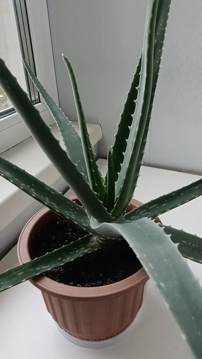 Aloe Vera лечебное растение