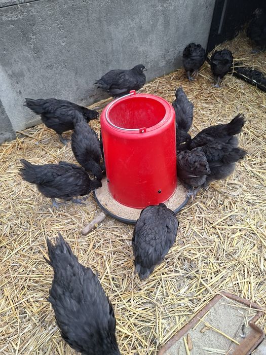 Pui Australorp de 6 saptamani