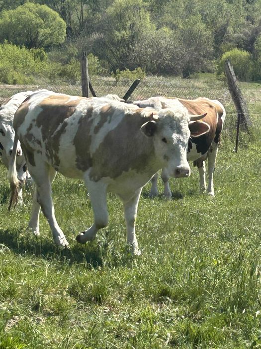 Vand jurinca 1 ani si 7 luni