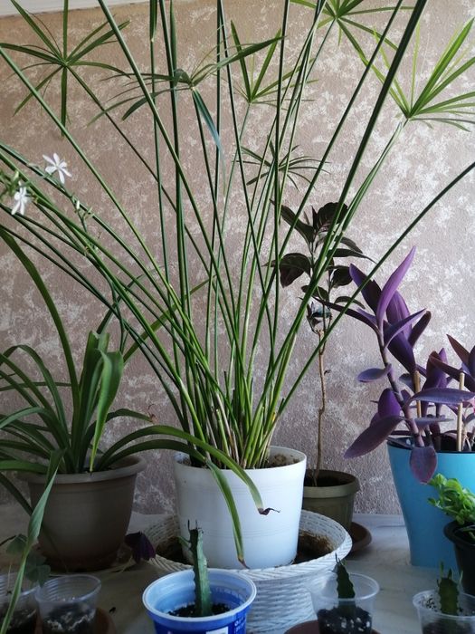 Циперус (болотная пальма )