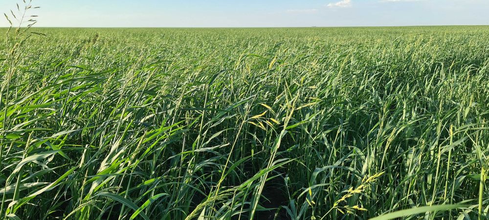 Сено суданская трава