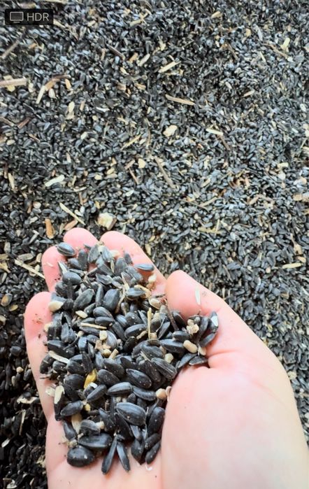 Зерноотходы, Пшеница, Семечки