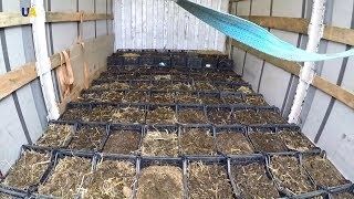 Красный калифорнийских червь.