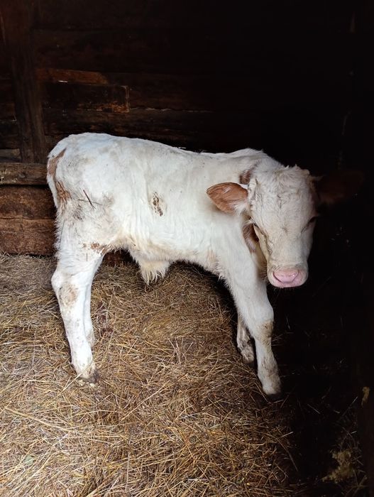 Vacă cu vițel de vânzare