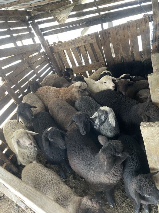 Vând miei carabași