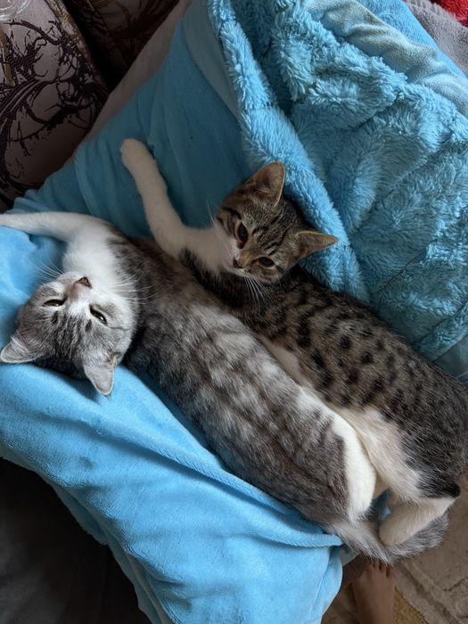 Отдам в добрые руки кошку