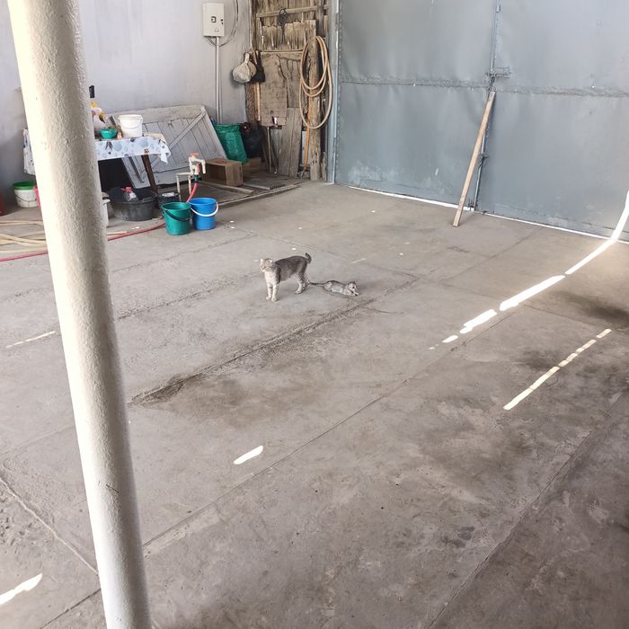 Вислоухая кошечка