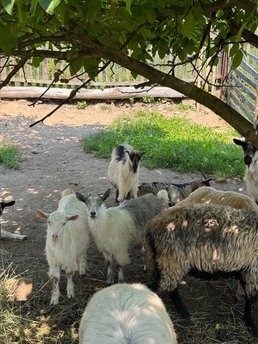 Se ofera spre vanzare, 3 iezi la alegere buni de taiat ( din primavara ) si alaturi de un miel (berbece)