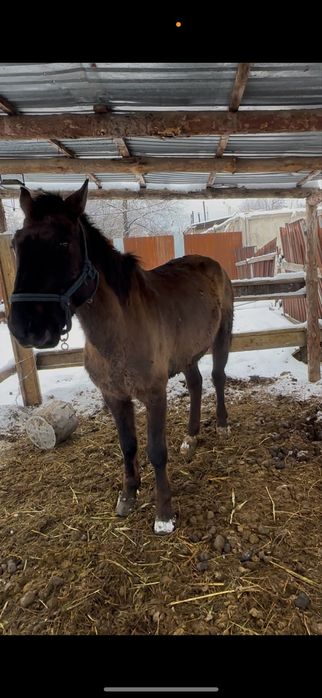 Мерин конь пишпе пішпе кастрат айгыр
