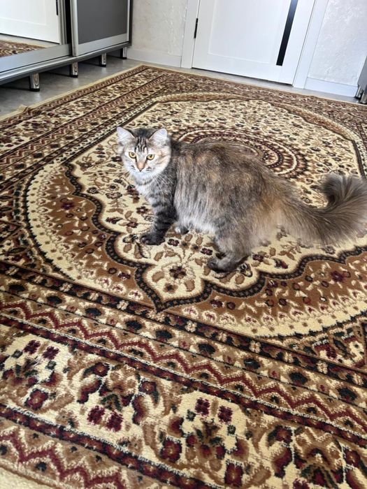 отдам кошку в хорошие руки