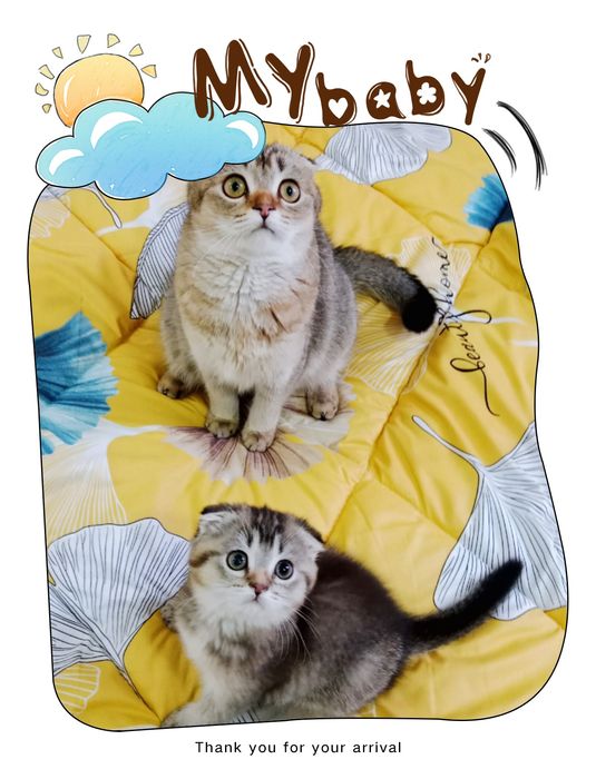 Scottish fold gold girl