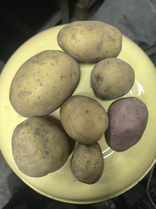 Продам картофель дачный