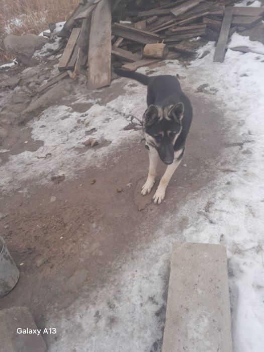 Европейская овчарка