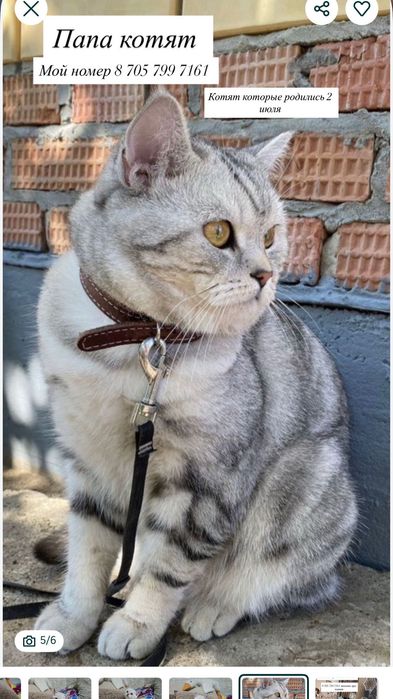 Шотландские котята