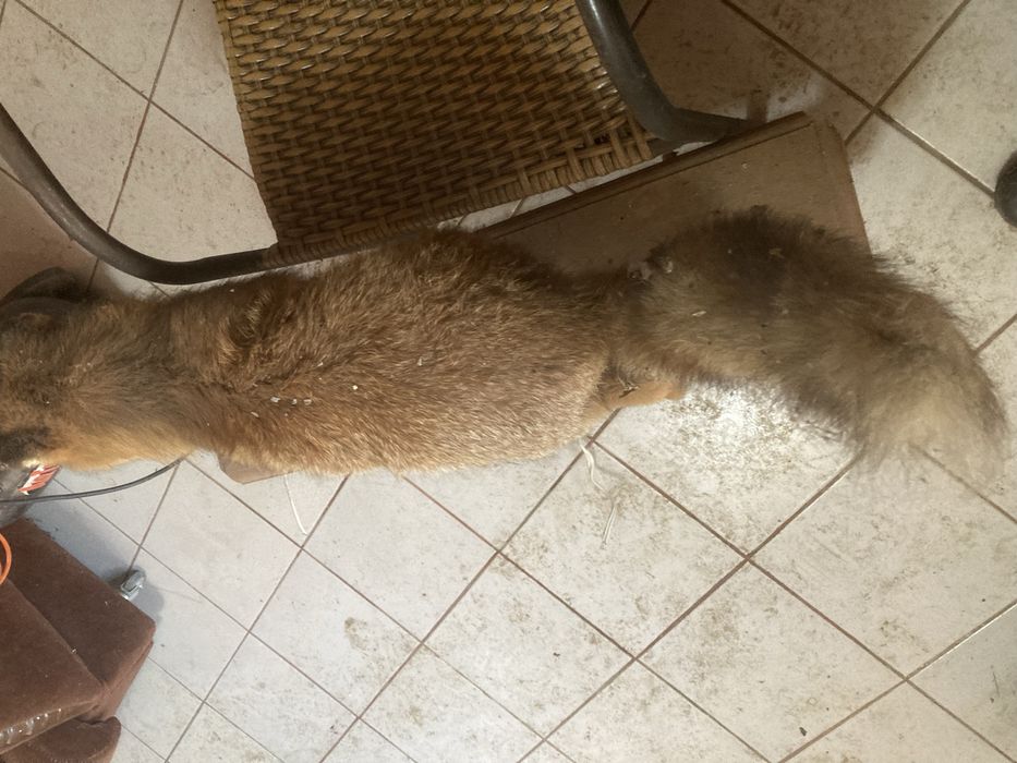 Продавам препарирана лисица