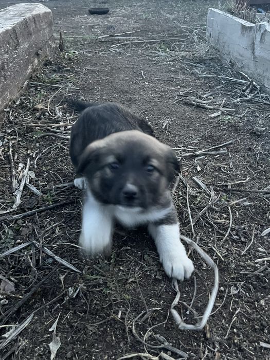 Отдам даром щенков