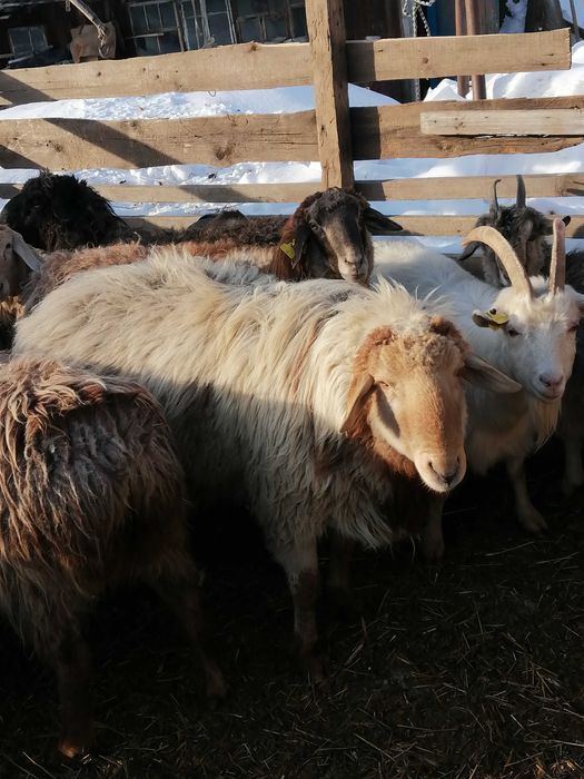 Продам кошкара и козла на племя