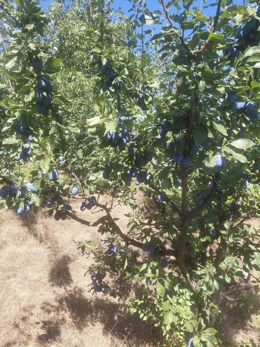 Prune Stanley calitatea 1