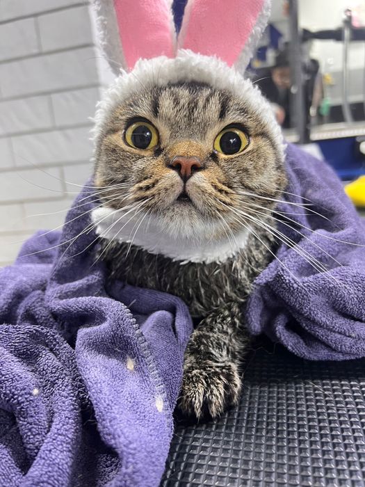 Домошняя кошка питомец