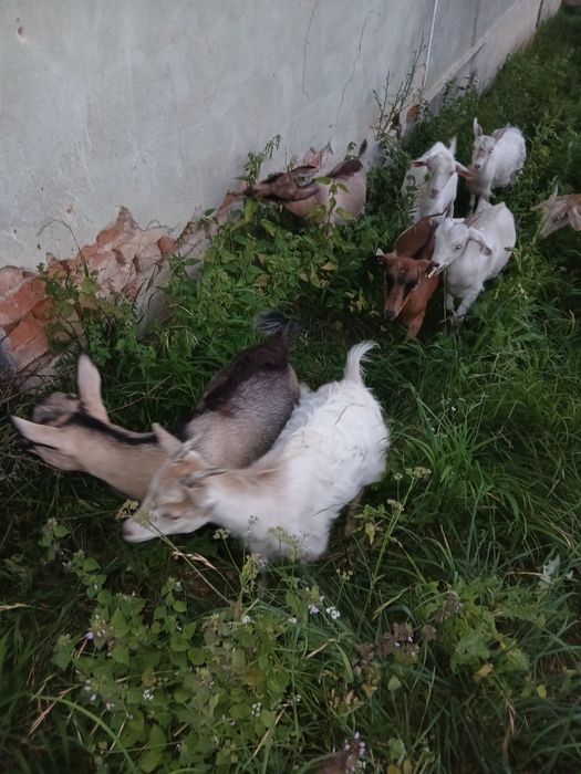 Vând  6 iezi  preț 230lei bucata