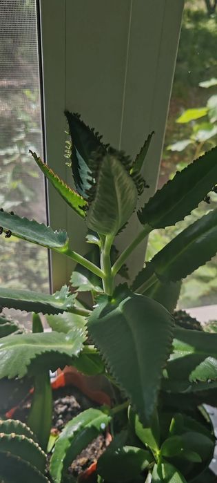 Продам недорого.цветок Каланхолия