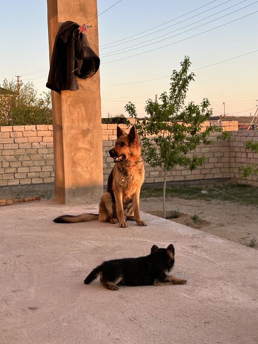 Овчарка күшіітер сатылады