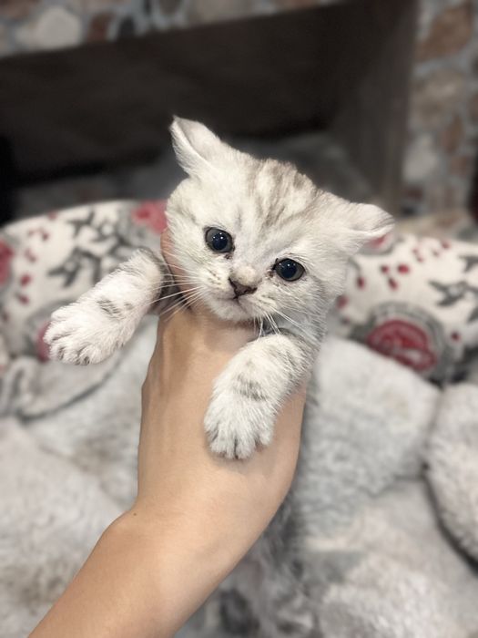 продаю породистых котят