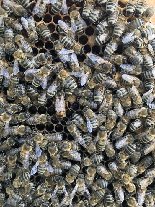 Малки пчелни семейства (отводки) 2026