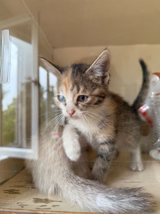 Котята в добрые руки. Ташкент