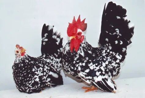 Инкубационное яйцо породных кур большой ассортимент