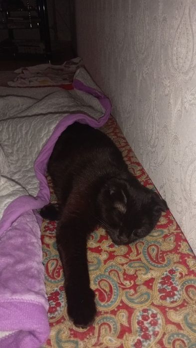 Кошка веслоухий девочка