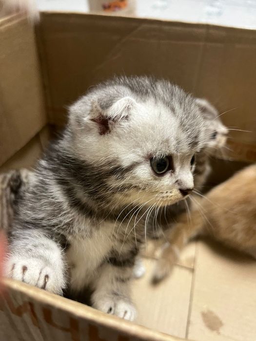 Котята британцы шотландцы