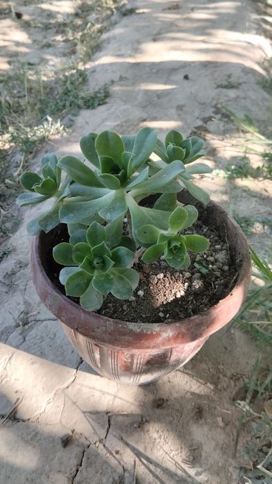 Xxona gullari tayyor tuvakkga utqazilgan