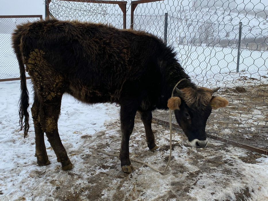 Тёлка алатауская