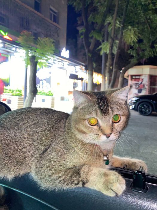 Срочно продаётся Кошка, Порода - «Британская+Шотландская»