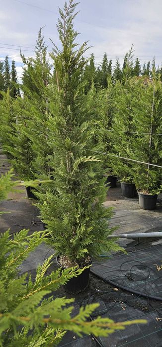 Vindem en-gross leylandii