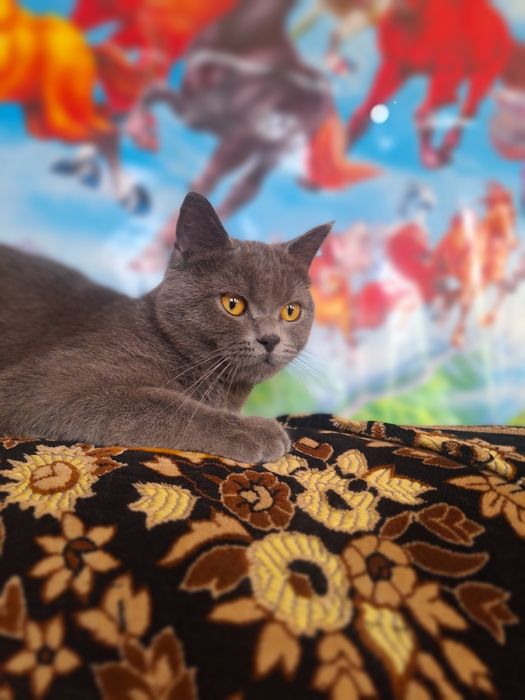 1 yarim yoshli mushuk o'g'ilbolasi sotiladi 500 000