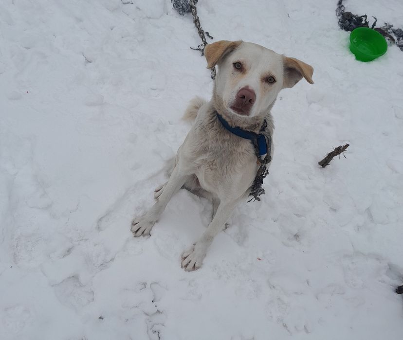 Помесь с лабродором девочка