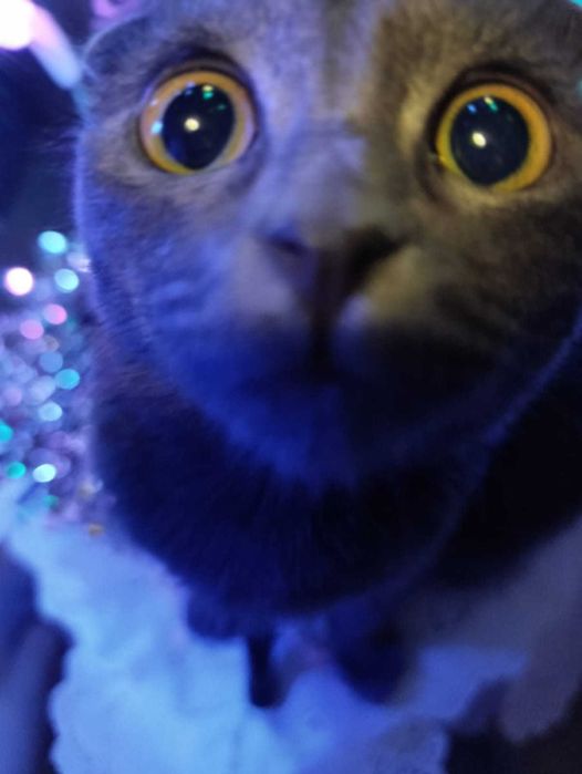 Срочно отдам кота!. !!