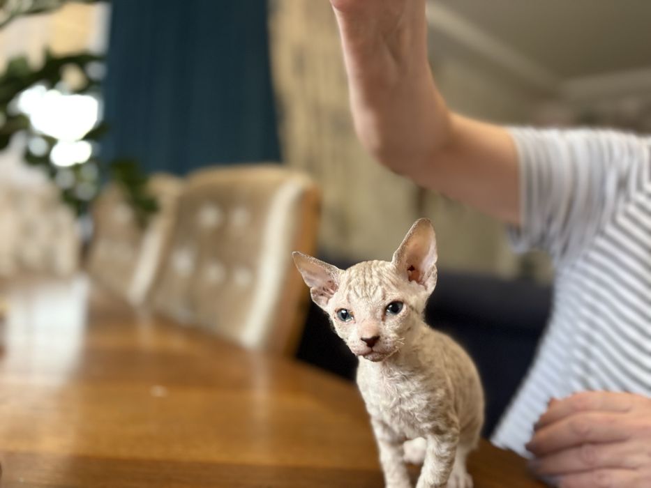 Продажа котят породы канадский сфинкс