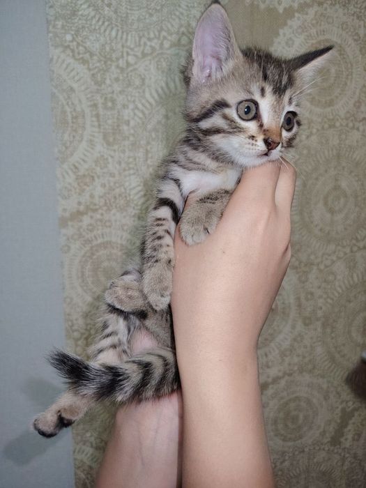 Отдам котёнка в  хорошие добрые руки