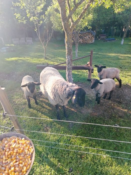 Suffolk de vânzare