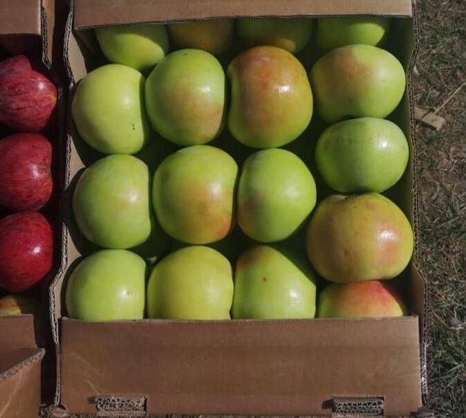 Продаю Иссыккульские яблоки