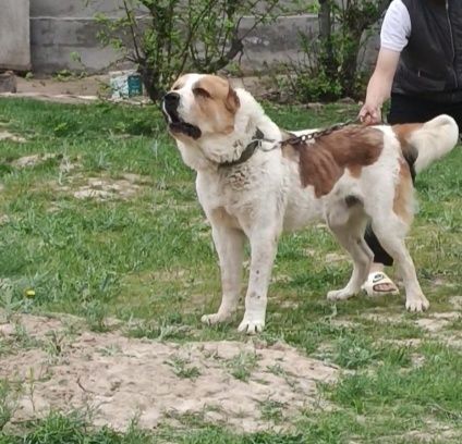 Продается собака Алабай