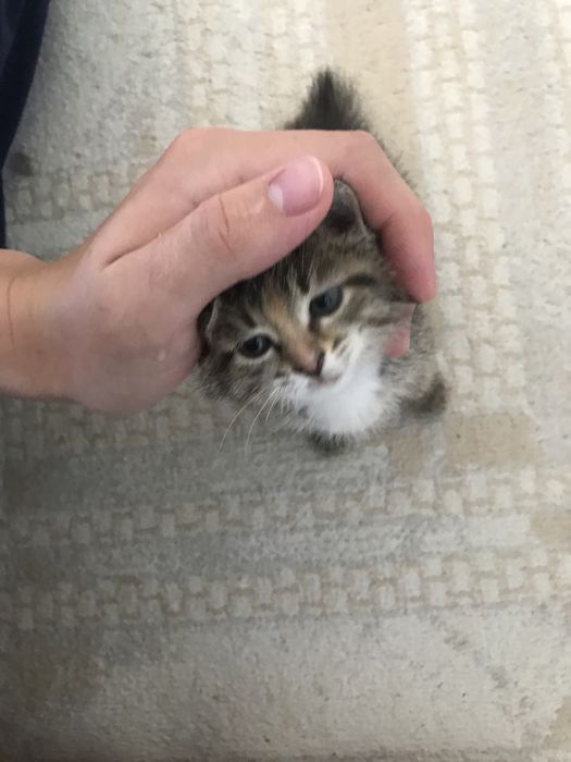 Котик в добрые руки