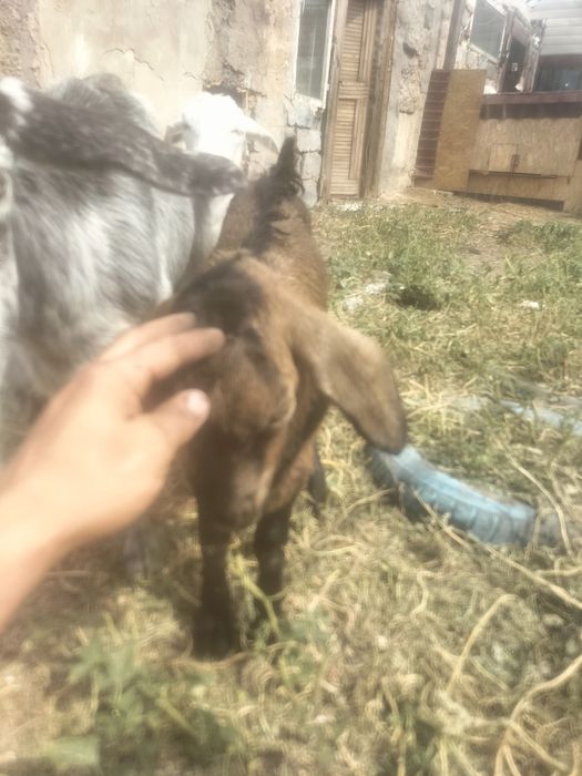 продам породистых коз