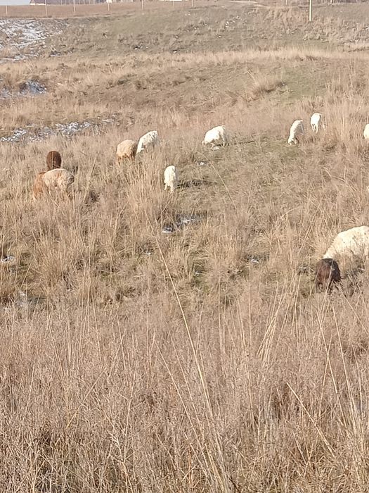 Серкелер сатылады Костраты қой қозы ешкы
