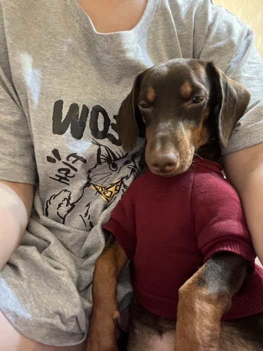 Вязка кобеля(такса)