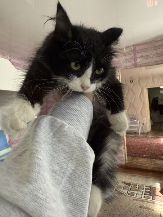 Котенок девочка 3-4 мес