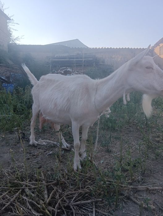 Продам срочна козы